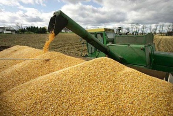 Au furat peste jumătate de tonă de cereale, la Oltina